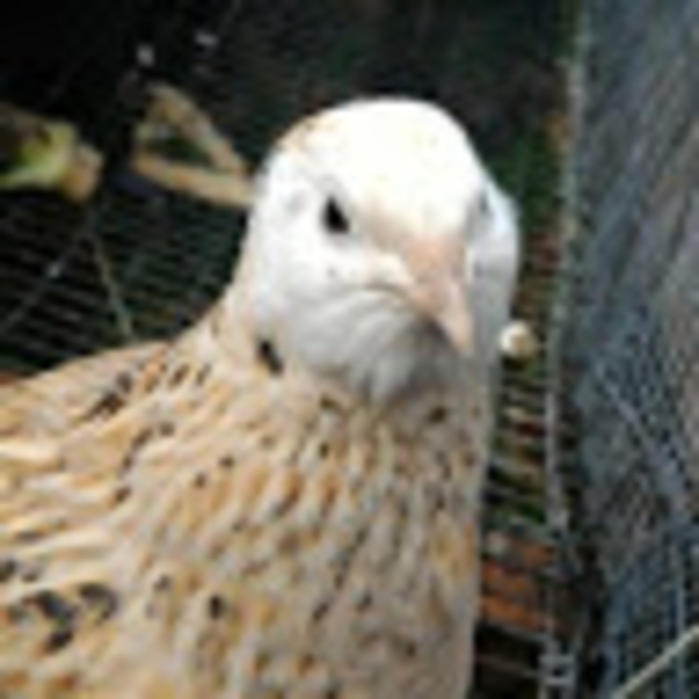 Meet your Posher, Quail